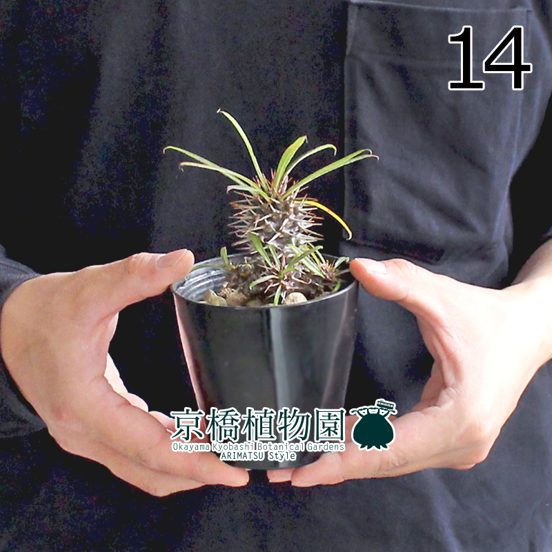 【現(xiàn)品】パキポディウム?ラメリー（ラメレイ） 3.5號(hào)（14）Pachypodhium lamerei
