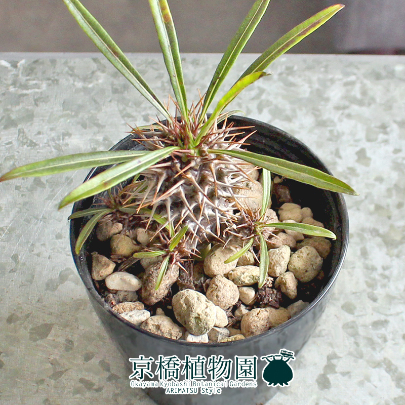 【現(xiàn)品】パキポディウム?ラメリー（ラメレイ） 3.5號(hào)（14）Pachypodhium lamerei