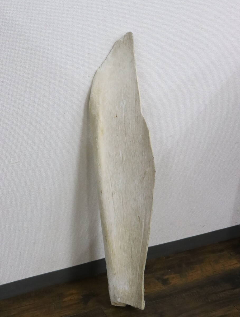 ZU1485-22 マッコウクジラ/抹香鯨 骨 2.8㎏ ボーンカービング ZU1485-22 マッコウクジラ/抹香鯨 骨 2.8㎏ ボーンカービング