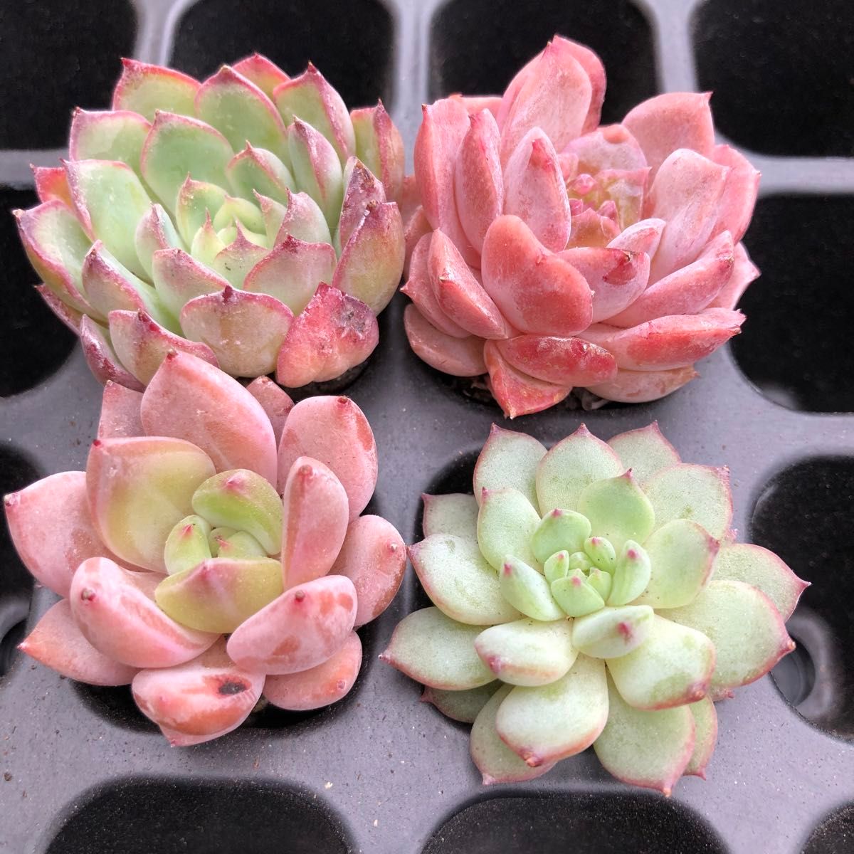 多肉植物 詰め合わせ⑥ 抜き苗セット 土 根付き 韓国 寄せ植え 多肉植物 詰め合わせ⑥ 抜き苗セット 土 根付き 韓国 寄せ植え