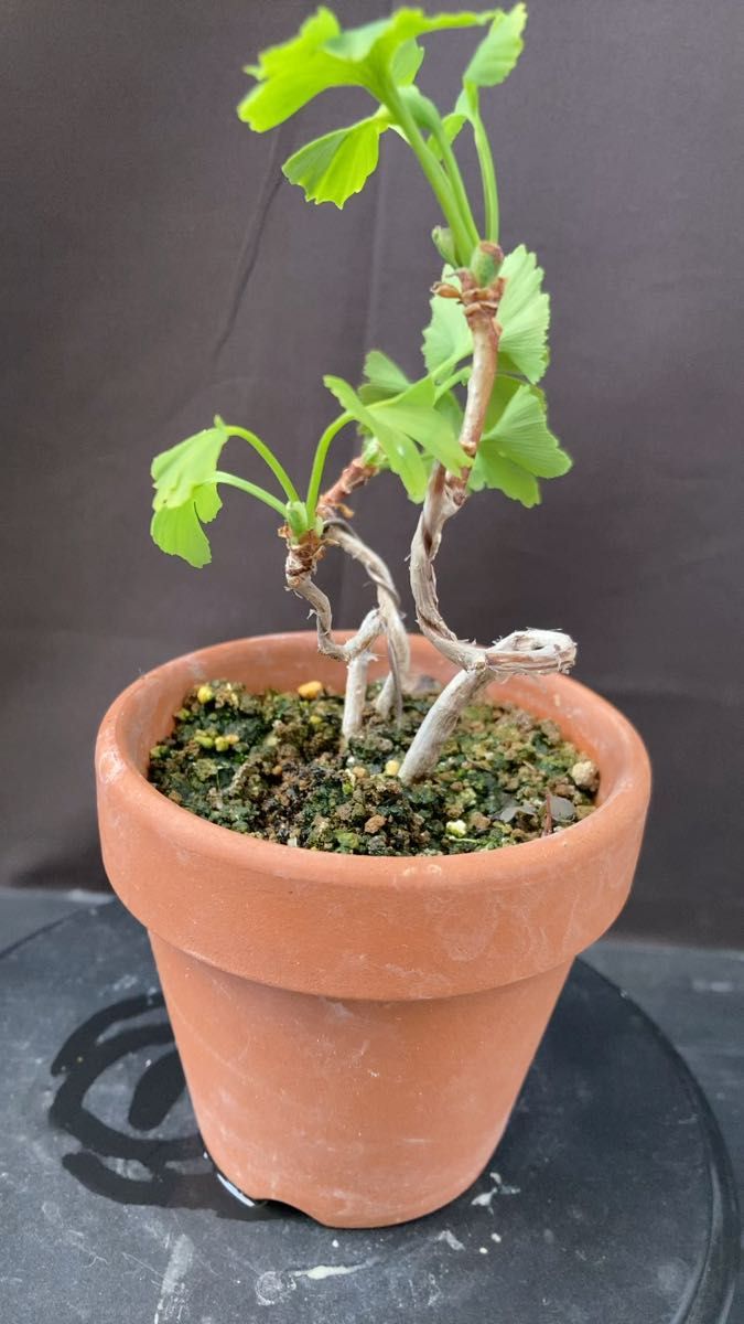 2 銀杏 3 本寄植え植え