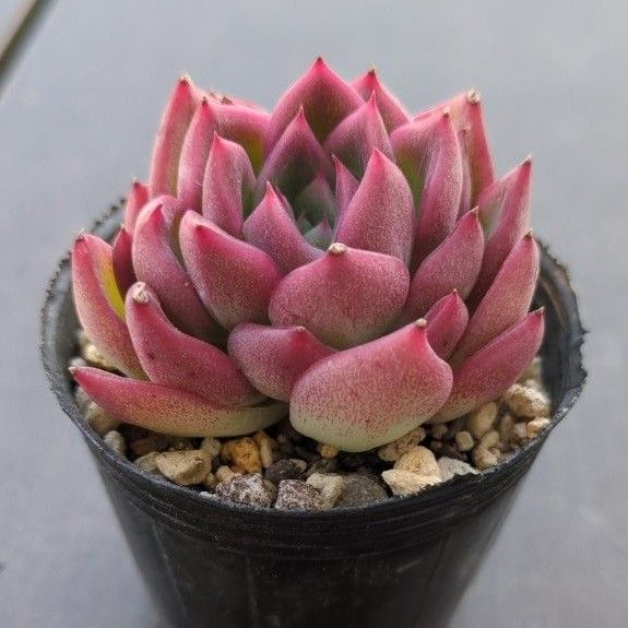 多肉植物 フロリディティ 抜き苗|Yahoo!フリマ(旧PayPayフリマ) 多肉植物 フロリディティ 抜き苗|Yahoo!フリマ(旧PayPayフリマ)