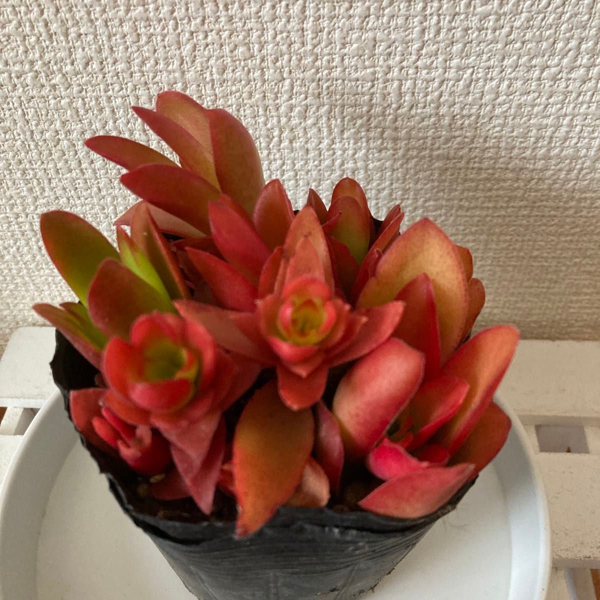 火祭り 多肉植物 抜き苗 カット苗 15苗|Yahoo!フリマ(旧PayPay 火祭り 多肉植物 抜き苗 カット苗 15苗|Yahoo!フリマ(旧PayPay