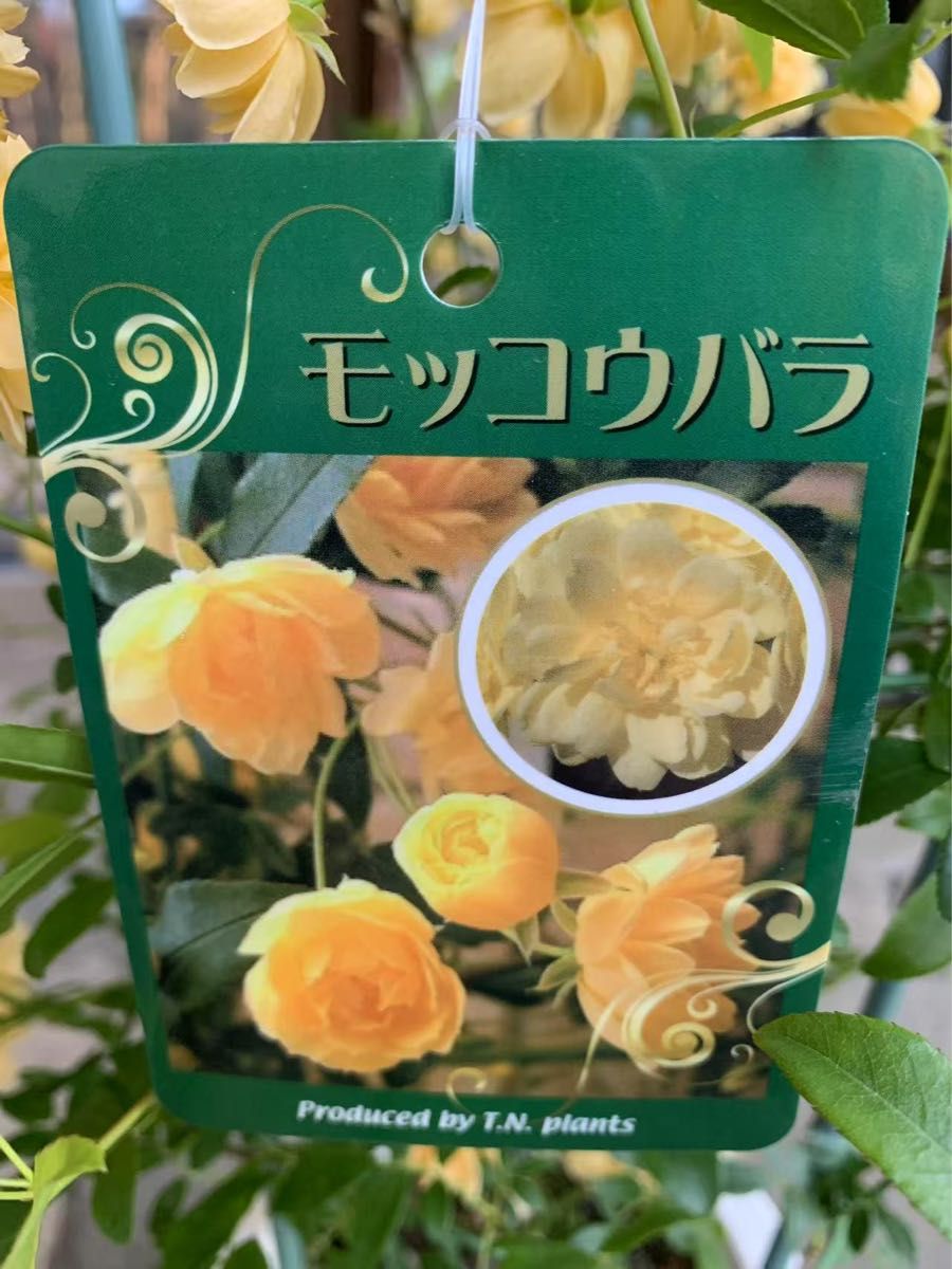 モッコウバラ 鉢ごと発送｜Yahoo!フリマ（旧PayPayフリマ）