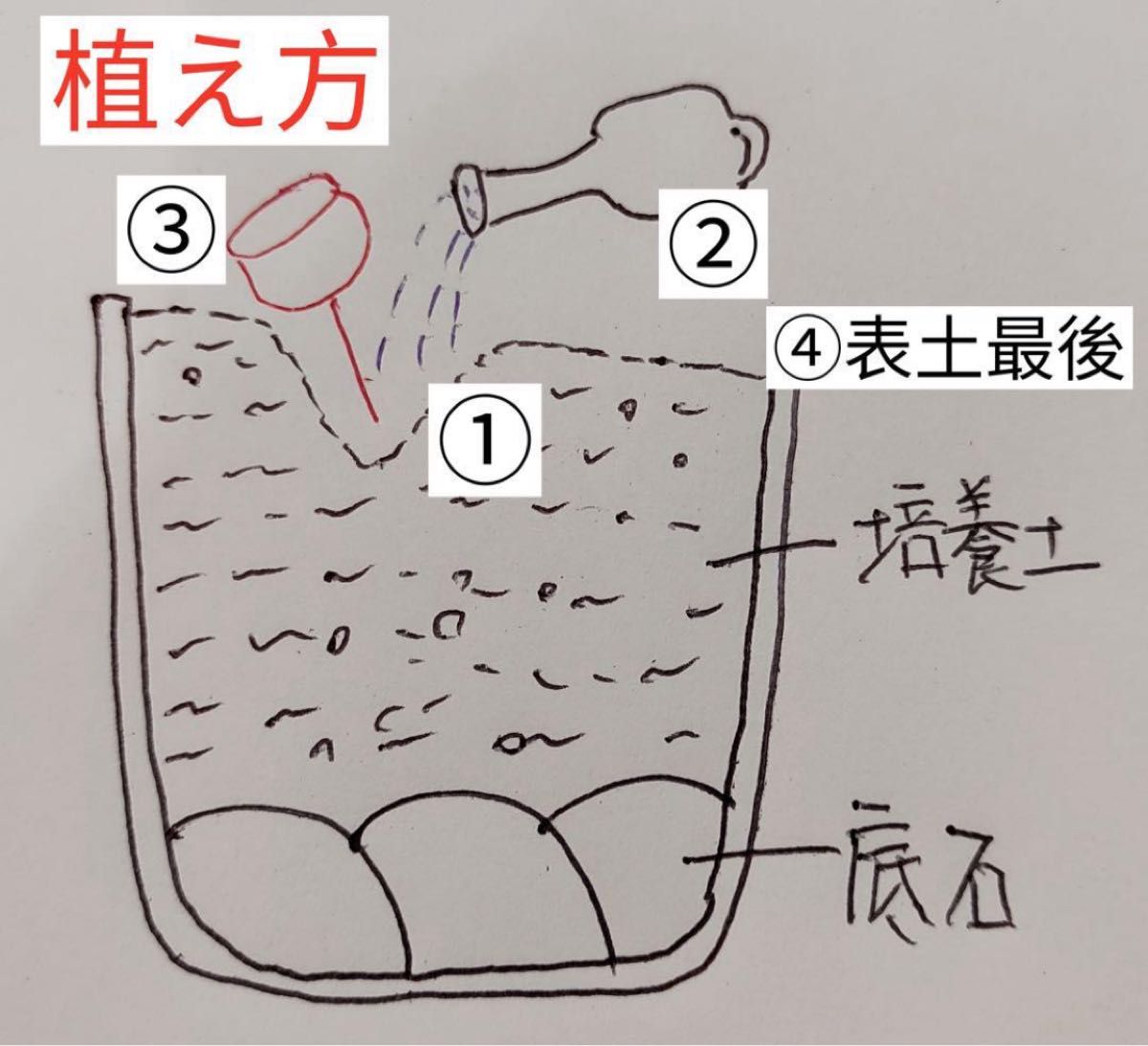 S353 土付き 緑春桃玉入り おまかせ カラフルセット多肉植物 S353 土付き 緑春桃玉入り おまかせ カラフルセット多肉植物