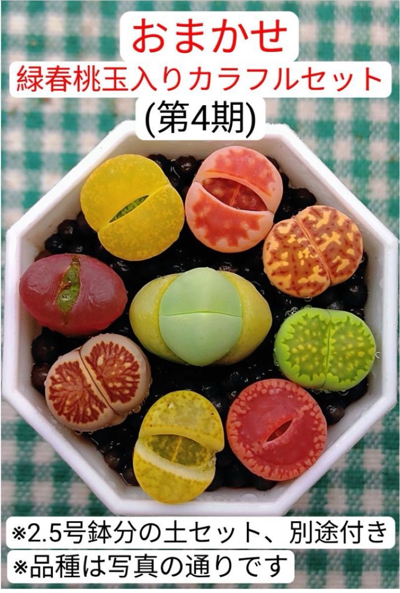 S353 土付き 緑春桃玉入り おまかせ カラフルセット多肉植物 S353 土付き 緑春桃玉入り おまかせ カラフルセット多肉植物