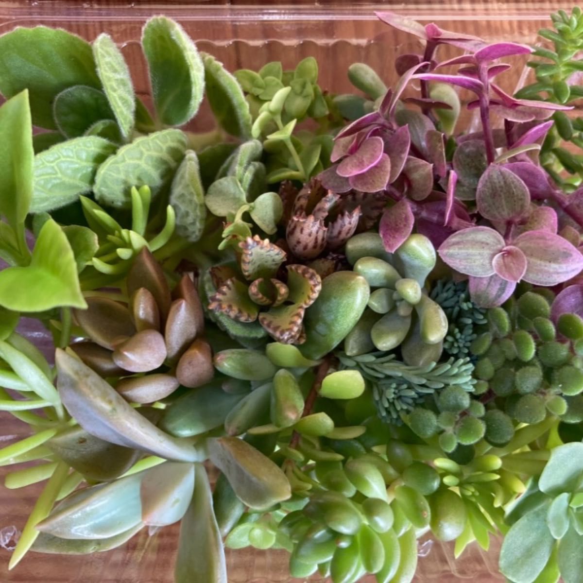 多肉植物 カット苗 寄せ植え セット|Yahoo!フリマ(旧PayPay 多肉植物 カット苗 寄せ植え セット|Yahoo!フリマ(旧PayPay
