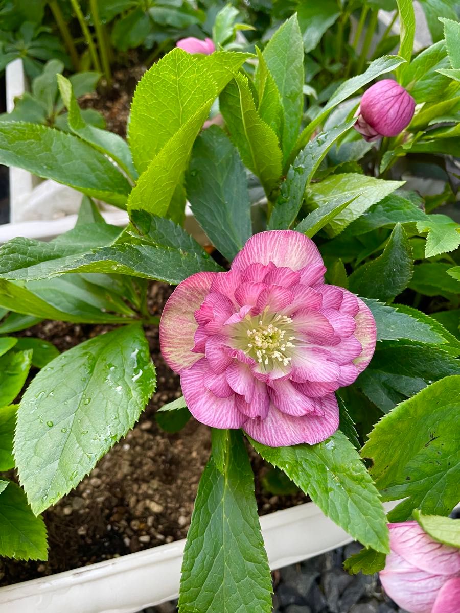花付き 開花株】クリスマスローズ レッドダブル咲 耐寒性宿根草1 花付き 開花株】クリスマスローズ レッドダブル咲 耐寒性宿根草1