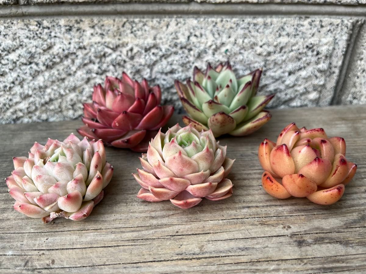 韓国苗5個セット Sha 多肉植物 エケベリア カット苗|Yahoo 韓国苗5個セット Sha 多肉植物 エケベリア カット苗|Yahoo