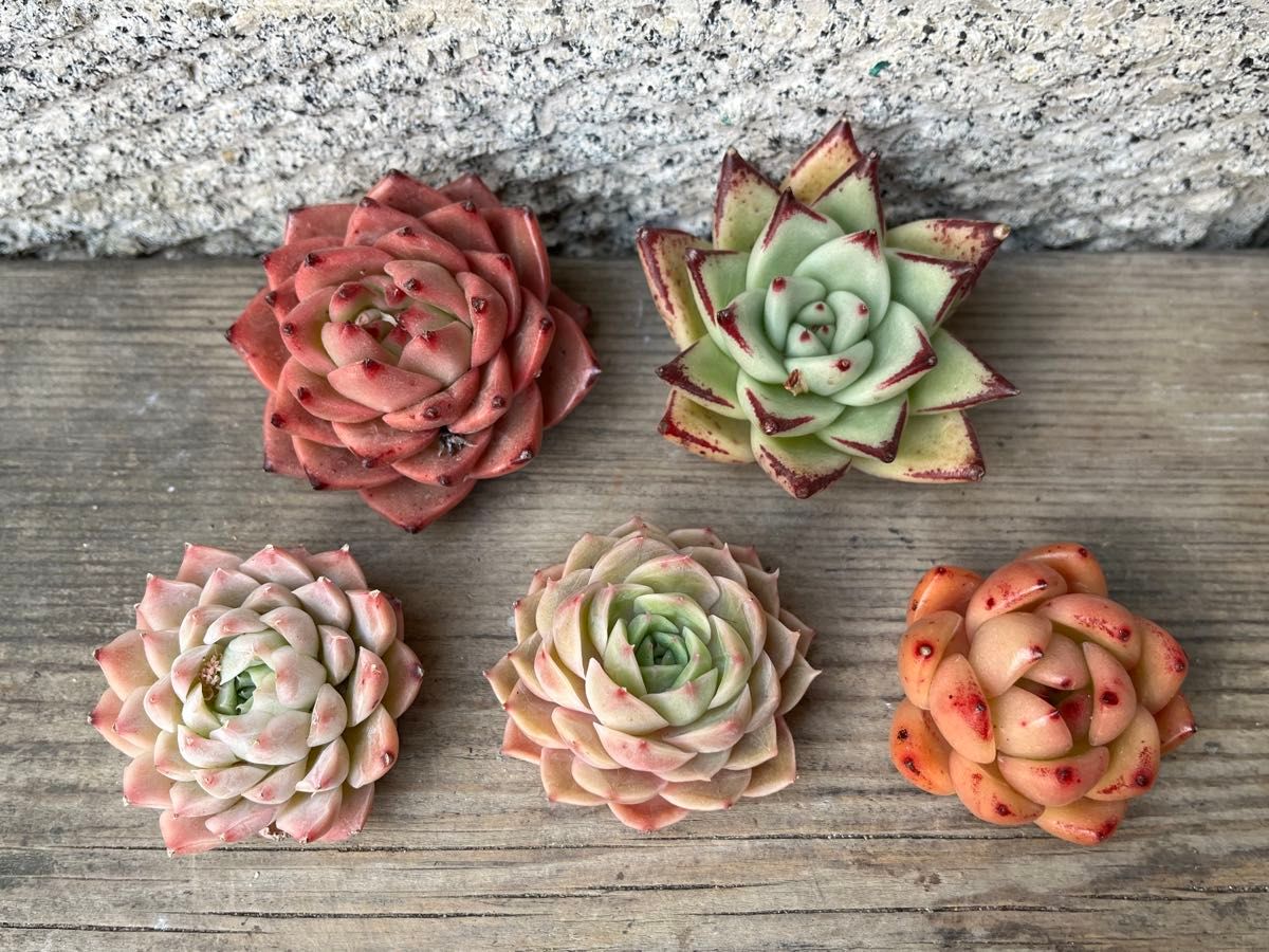 韓国苗5個セット Sha 多肉植物 エケベリア カット苗|Yahoo 韓国苗5個セット Sha 多肉植物 エケベリア カット苗|Yahoo