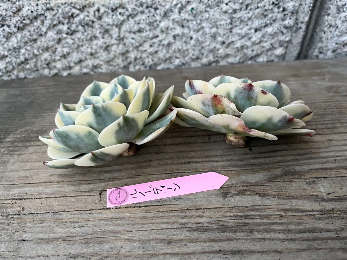 ルノーディーン 多肉植物 エケベリア 韓国苗 カット苗|Yahoo ルノーディーン 多肉植物 エケベリア 韓国苗 カット苗|Yahoo