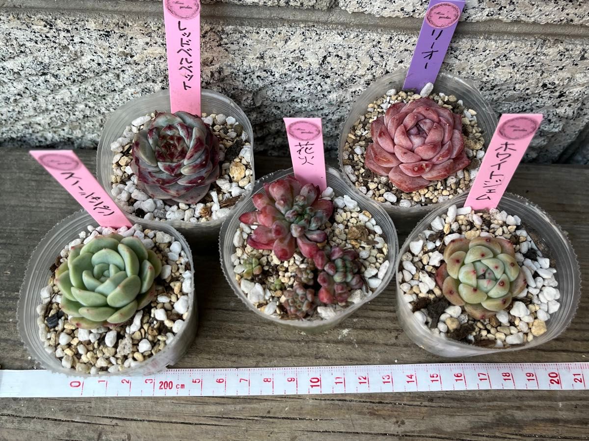 韓国苗5個セット 多肉植物 エケベリア カット苗|Yahoo!フリマ 韓国苗5個セット 多肉植物 エケベリア カット苗|Yahoo!フリマ