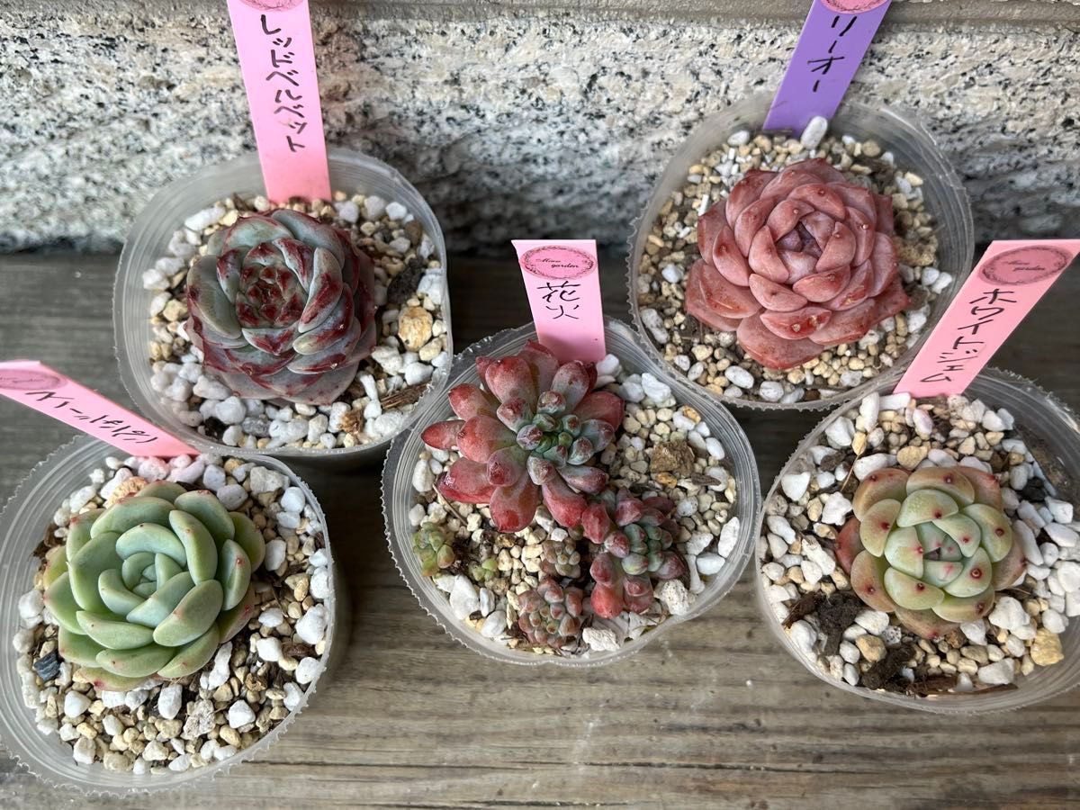 韓国苗5個セット 多肉植物 エケベリア カット苗|Yahoo!フリマ 韓国苗5個セット 多肉植物 エケベリア カット苗|Yahoo!フリマ