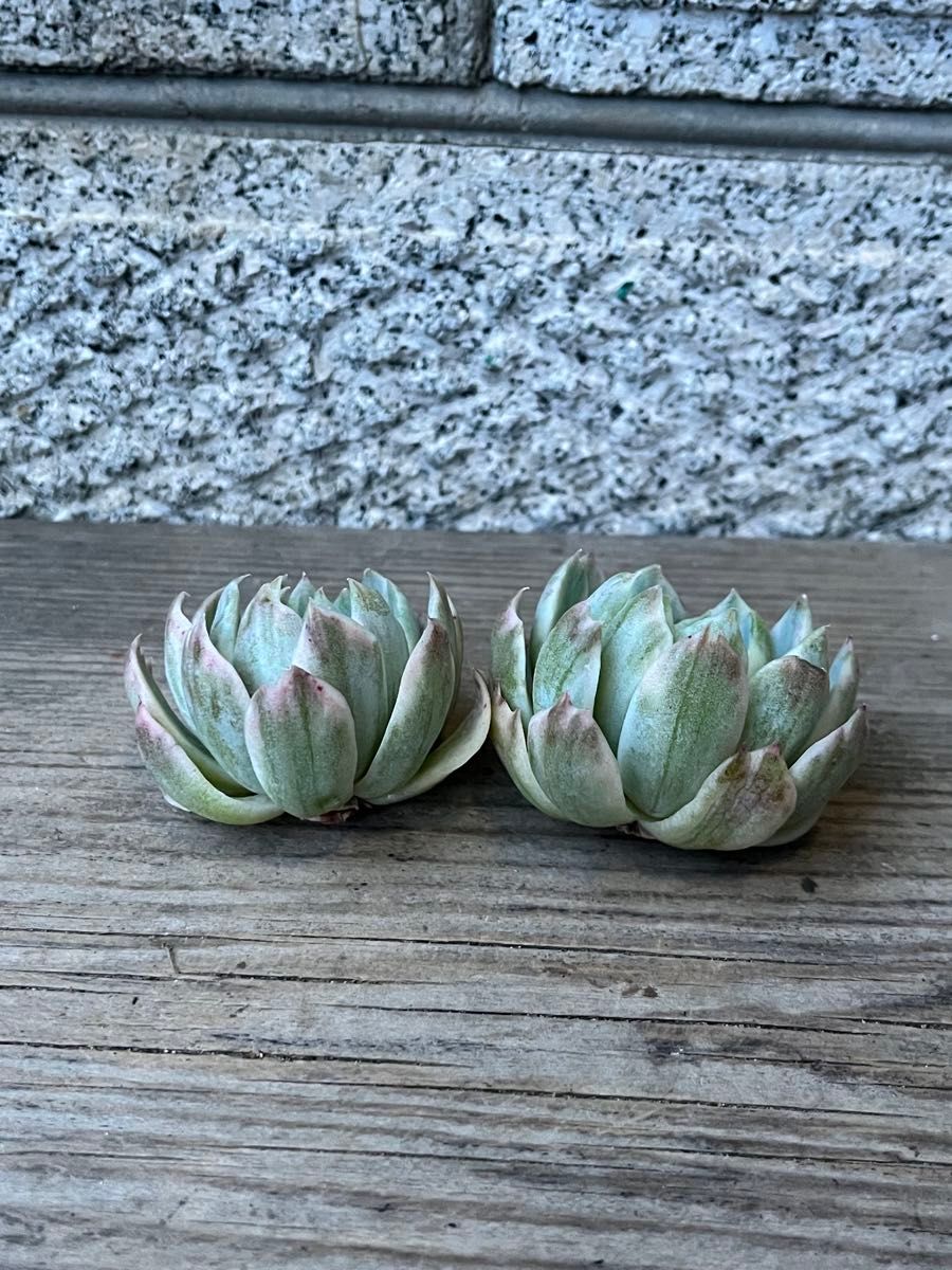 ベリー錦 多肉植物 エケベリア 韓国苗 カット苗|Yahoo!フリマ ベリー錦 多肉植物 エケベリア 韓国苗 カット苗|Yahoo!フリマ