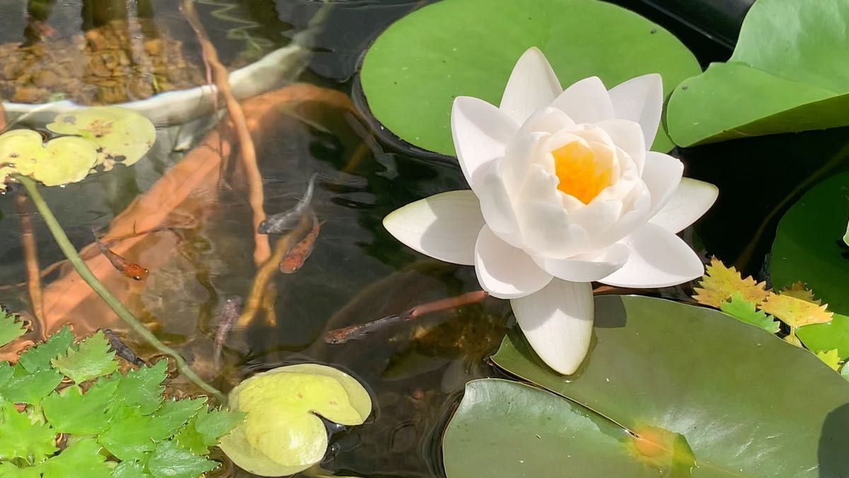 睡蓮2株+ビオトープセット