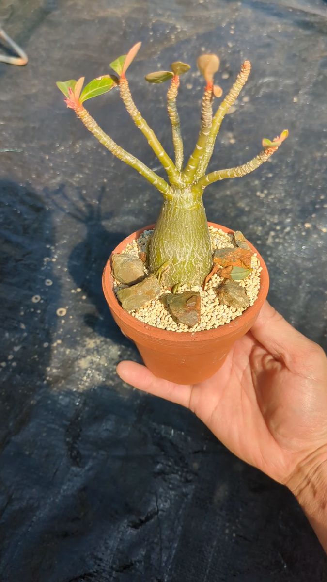 アデニウム オベスム 実生 塊根植物