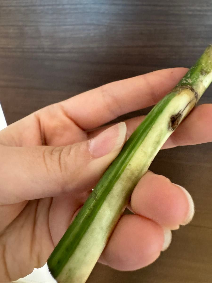 超特大株の茎 斑入りモンステラ ホワイトタイガー ハーフムーン 超特大株の茎 斑入りモンステラ ホワイトタイガー ハーフムーン