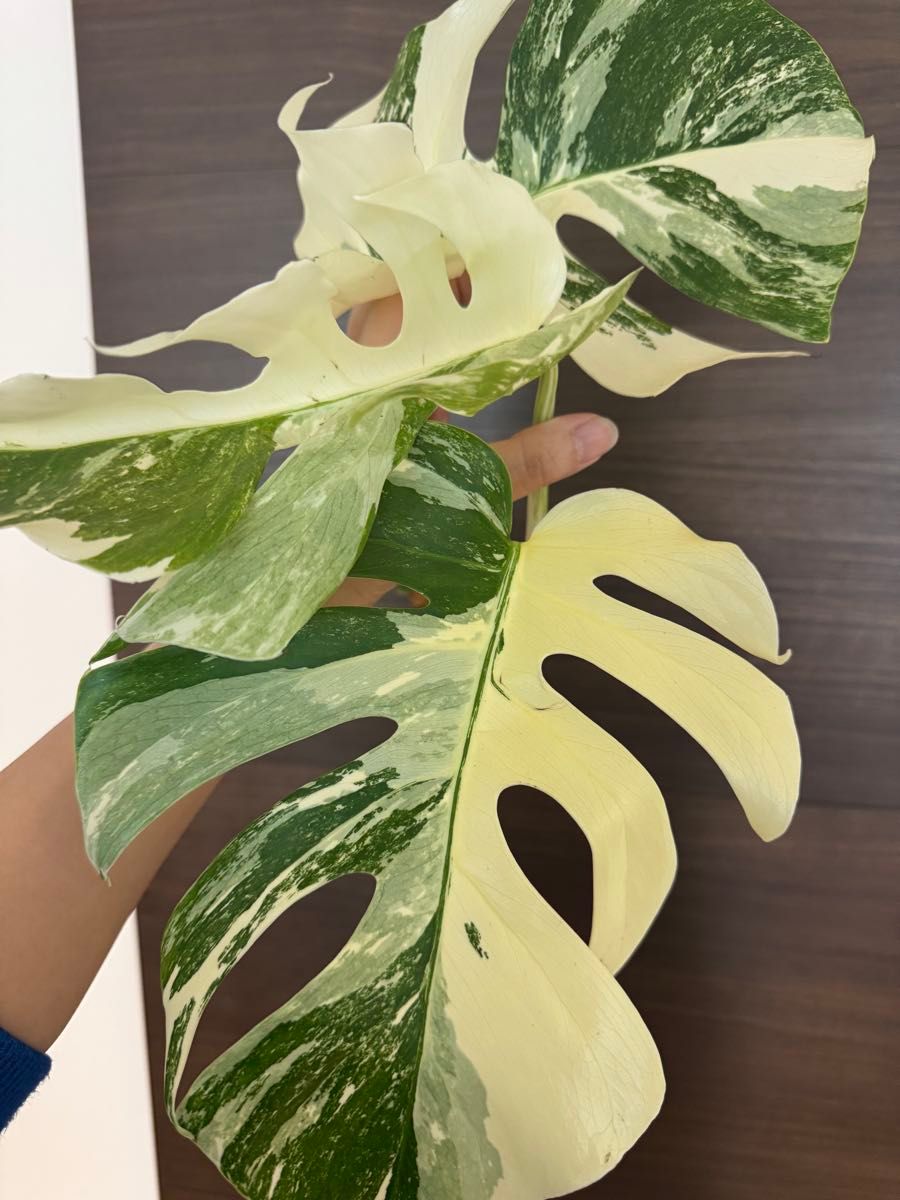 超特大株の茎 斑入りモンステラ ホワイトタイガー ハーフムーン 超特大株の茎 斑入りモンステラ ホワイトタイガー ハーフムーン