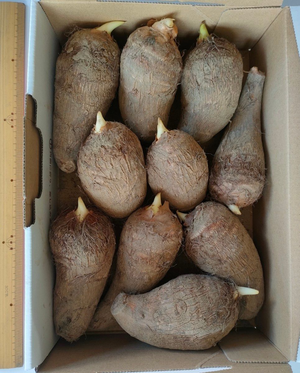 里芋 種芋 10個 約1000g|Yahoo!フリマ(旧PayPayフリマ) 里芋 種芋 10個 約1000g|Yahoo!フリマ(旧PayPayフリマ)