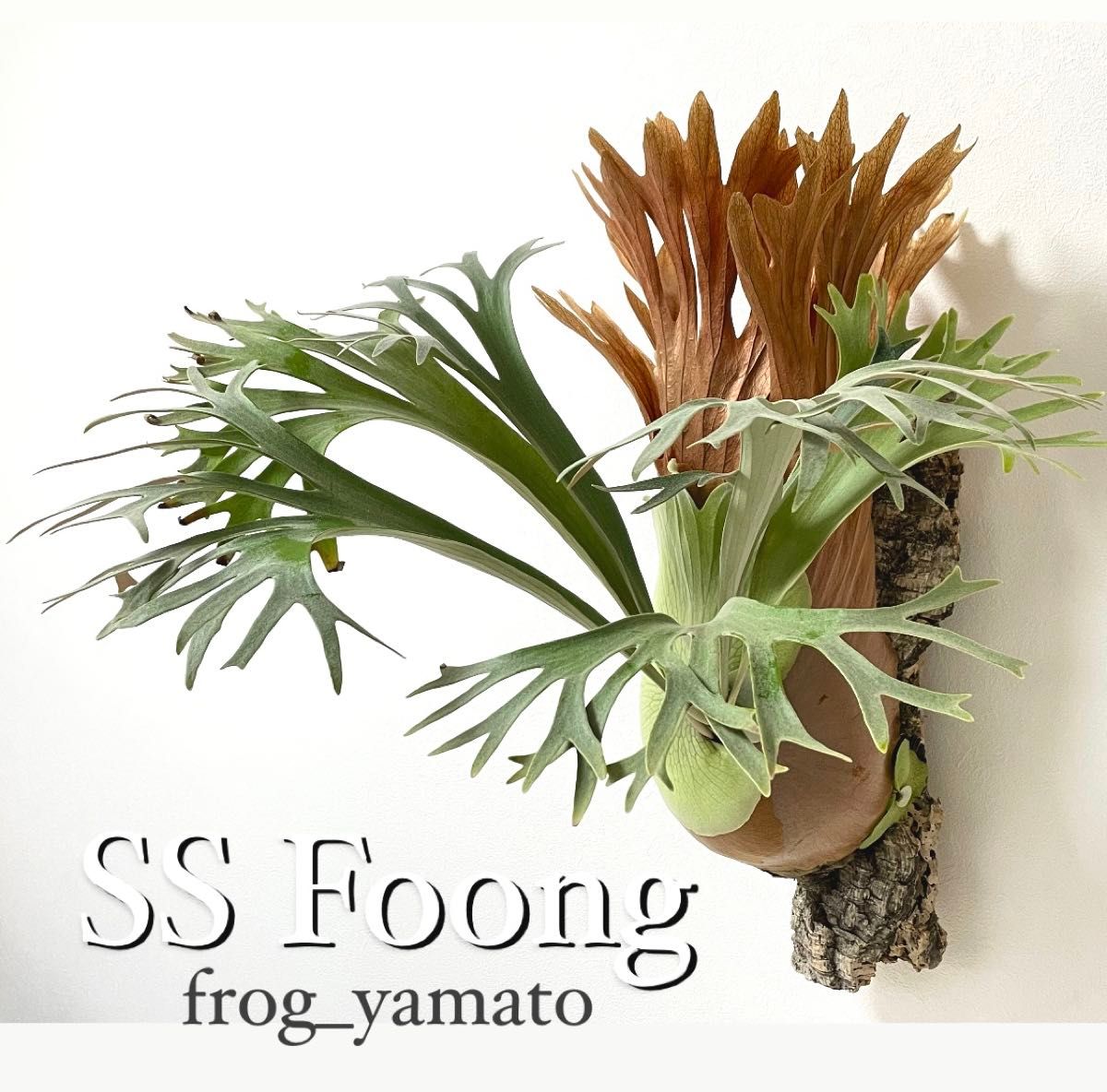 胞子】1パック SS Foong エスエスフーン ビカクシダ 胞子培養 胞子】1パック SS Foong エスエスフーン ビカクシダ 胞子培養