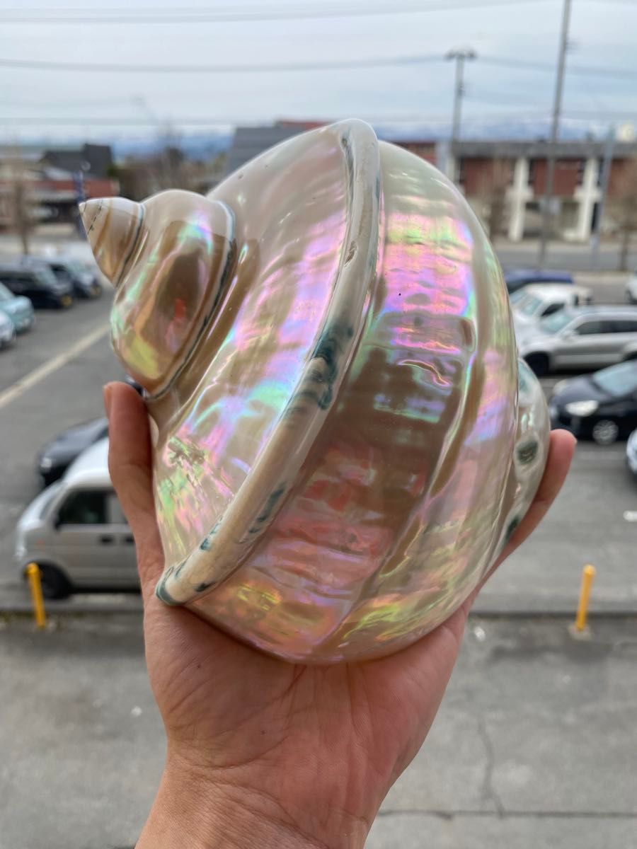 大型夜光貝 置物 飾り物 磨き上げ済み 18cm|Yahoo!フリマ(旧 大型夜光貝 置物 飾り物 磨き上げ済み 18cm|Yahoo!フリマ(旧