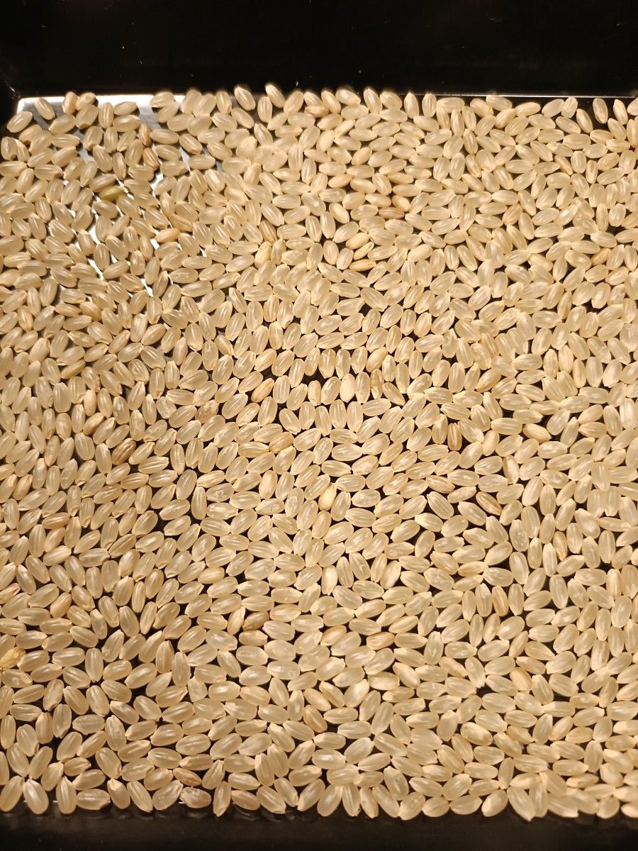 令和6年青森県産 はれわたり 玄米 30kg|Yahoo!フリマ(旧PayPay 令和6年青森県産 はれわたり 玄米 30kg|Yahoo!フリマ(旧PayPay