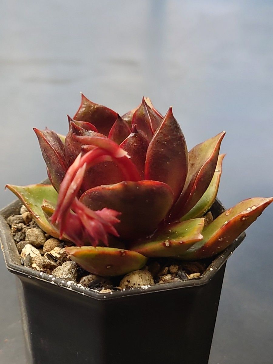 多肉植物 ロンギシマ|Yahoo!フリマ(旧PayPayフリマ) 多肉植物 ロンギシマ|Yahoo!フリマ(旧PayPayフリマ)