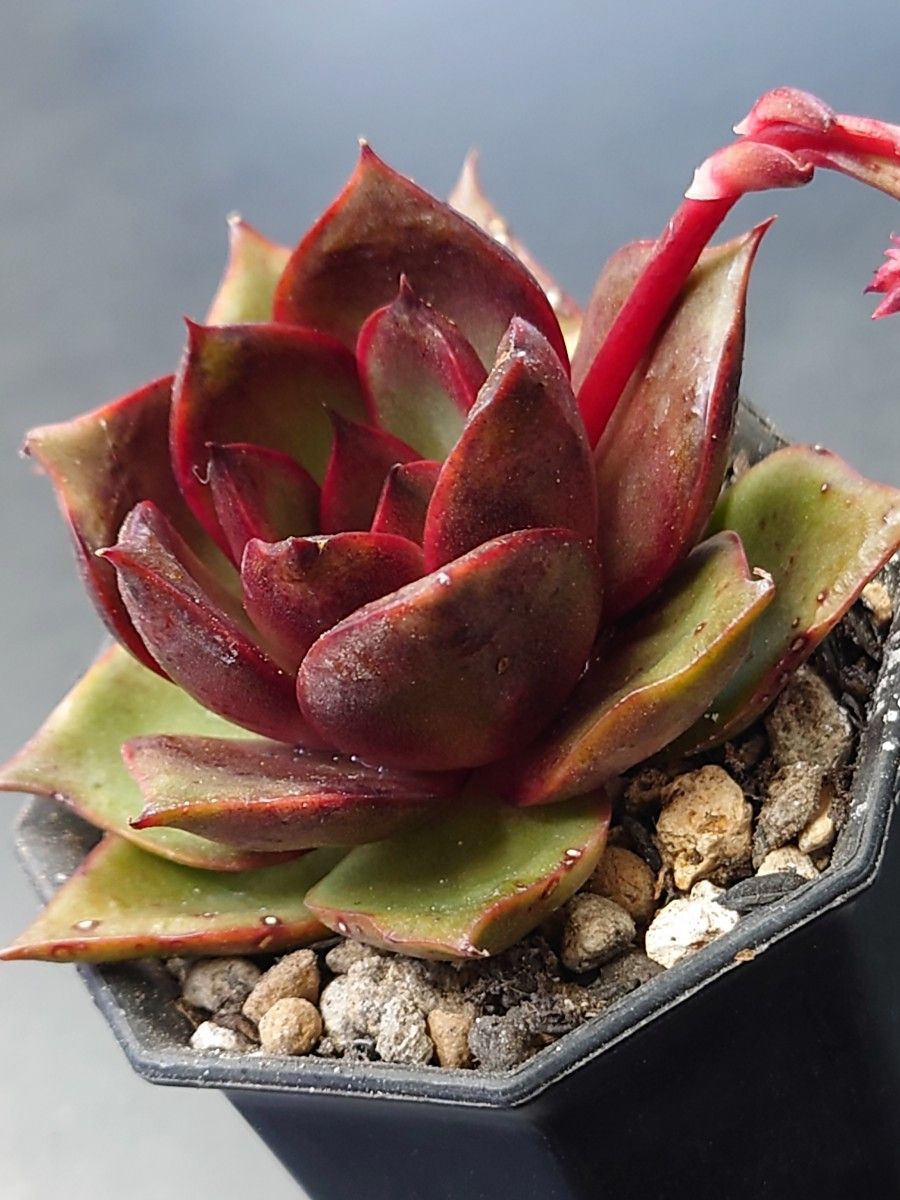 多肉植物 ロンギシマ|Yahoo!フリマ(旧PayPayフリマ) 多肉植物 ロンギシマ|Yahoo!フリマ(旧PayPayフリマ)