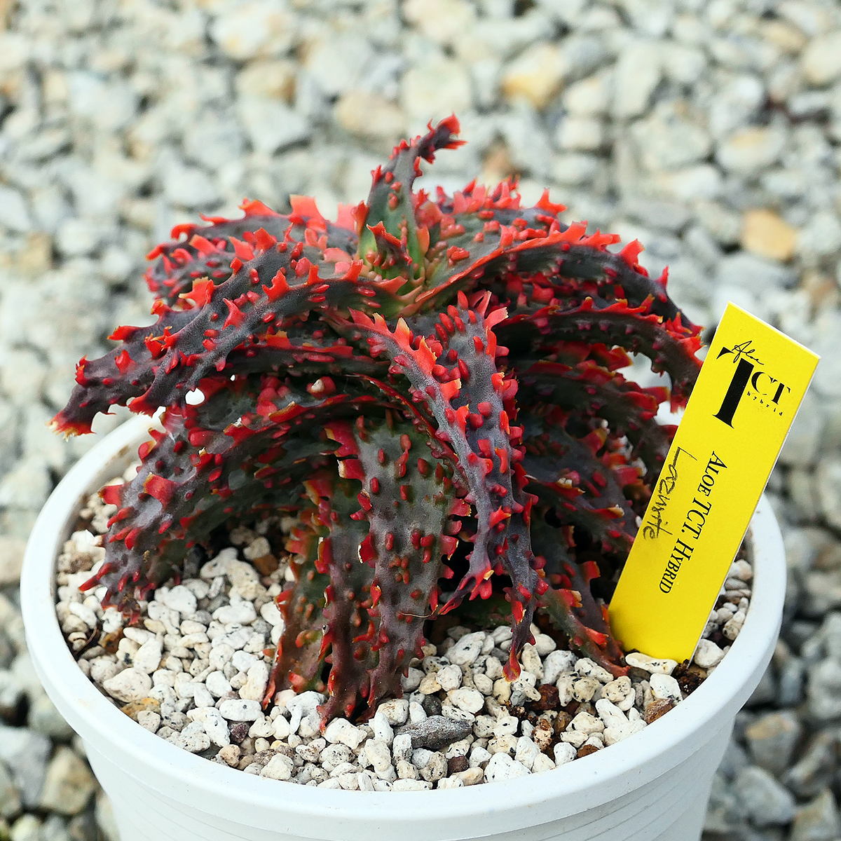 アロエ TCT ハイブリッド ラズライト 多肉植物 Aloe TCT hybrid アロエ TCT ハイブリッド ラズライト 多肉植物 Aloe TCT hybrid