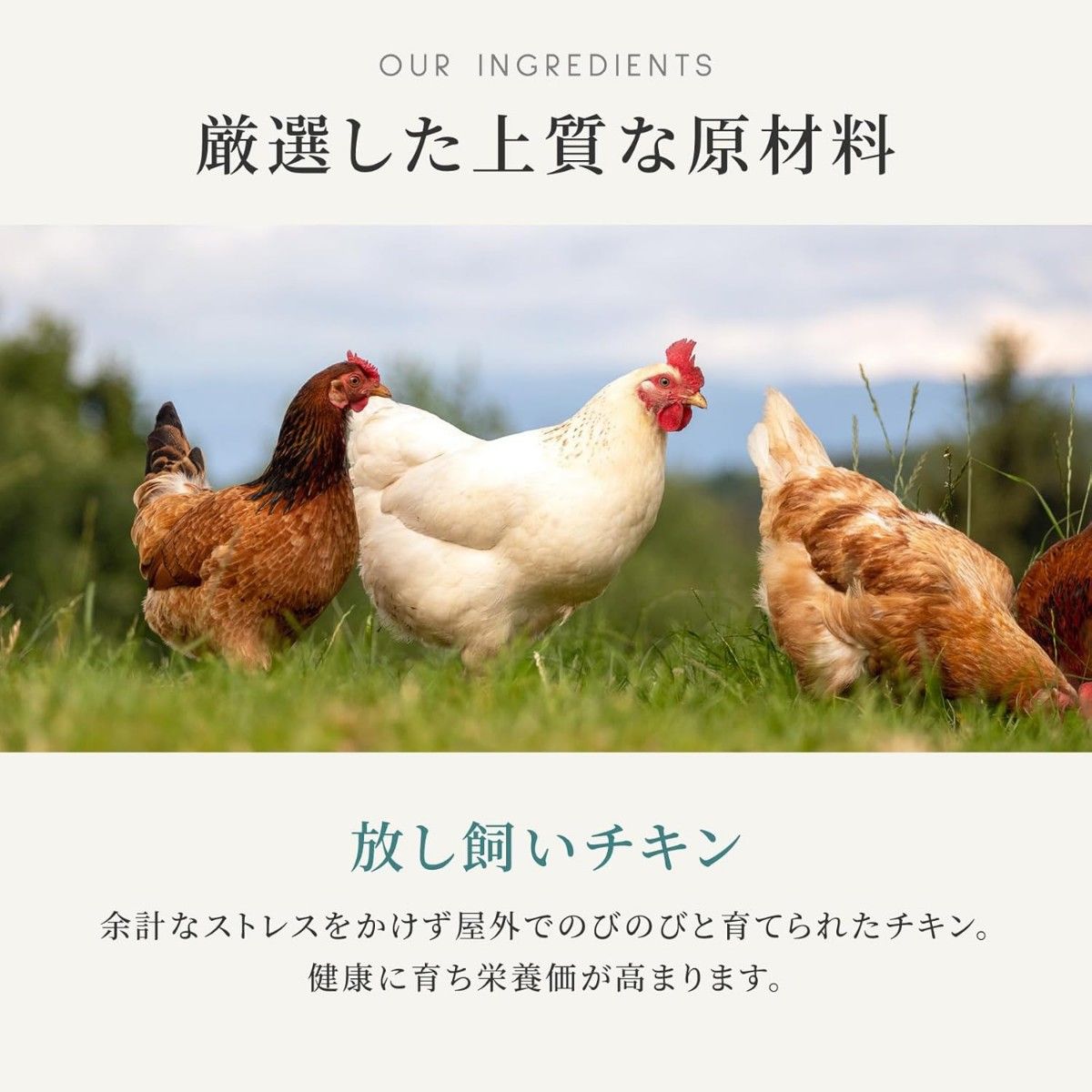 新品未開封】 カナガン キャットフード チキン&サーモン 1 5kg 新品未開封】 カナガン キャットフード チキン&サーモン 1 5kg