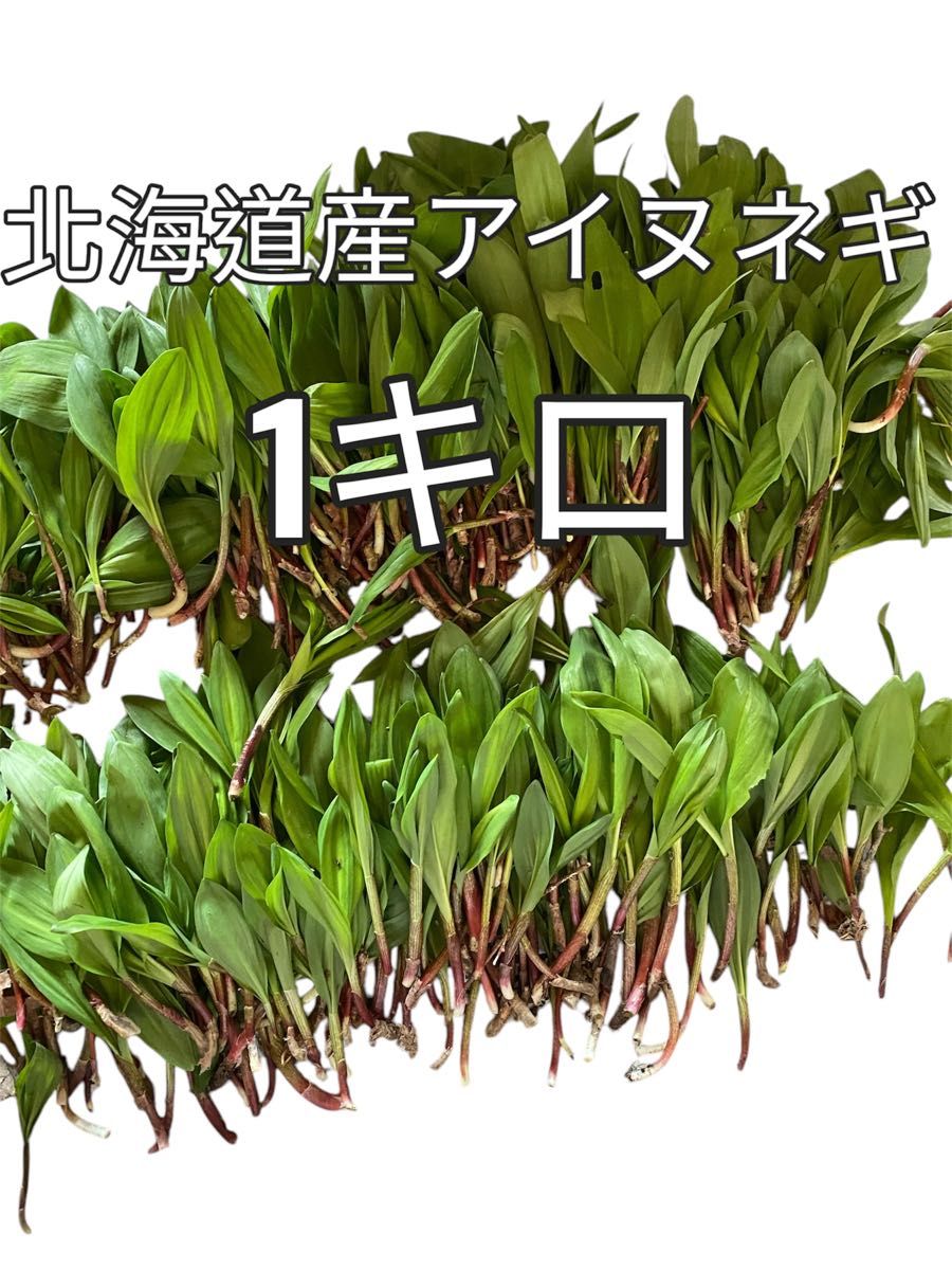 北海道産天然アイヌネギ 行者ニンニク 1キロ 味 サイズ良|Yahoo 北海道産天然アイヌネギ 行者ニンニク 1キロ 味 サイズ良|Yahoo