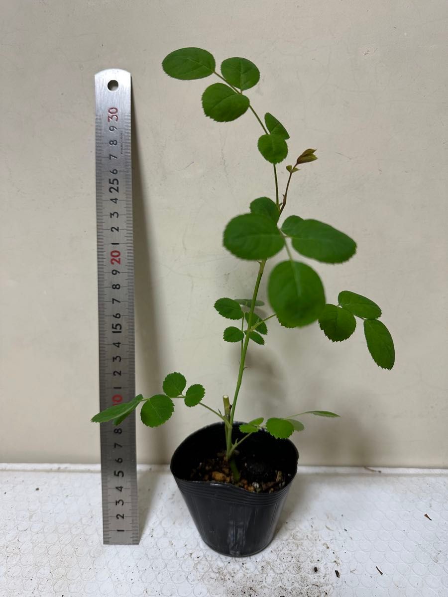 バラ苗 薔薇 挿し木苗 ER|Yahoo!フリマ(旧PayPayフリマ) バラ苗 薔薇 挿し木苗 ER|Yahoo!フリマ(旧PayPayフリマ)