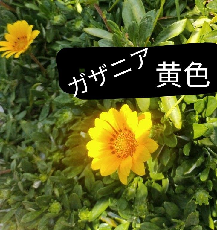 ガザニア 抜き苗 匿名|Yahoo!フリマ(旧PayPayフリマ) ガザニア 抜き苗 匿名|Yahoo!フリマ(旧PayPayフリマ)