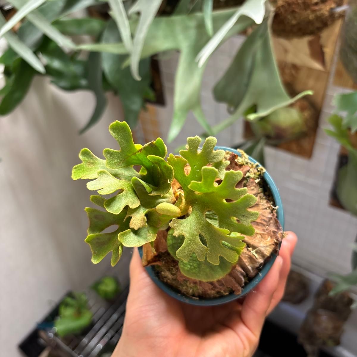 Ridleyi silver dwarf spore リドレイ ドワーフ シルバー Ridleyi silver dwarf spore リドレイ ドワーフ シルバー