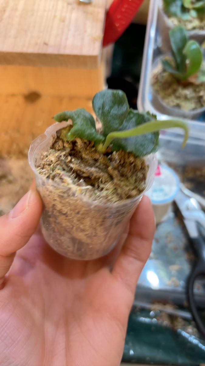 madagascariense × vassei "風化輪" ビカクシダ タグ付き マダガスカリエンセ バッセイ 3・4枚目親株
