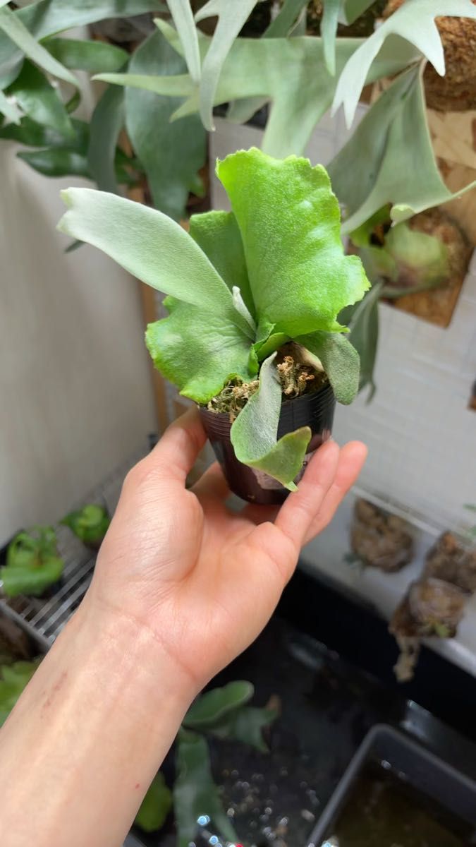 Willinckii Dwarf tatuta spore ドワーフタツタ 胞子培養株 中株サイズ