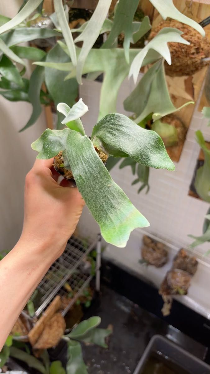 white hawk × doi-tung mix spore 中株サイズ ホワイトホーク ドイトン 面白株 ワクワク