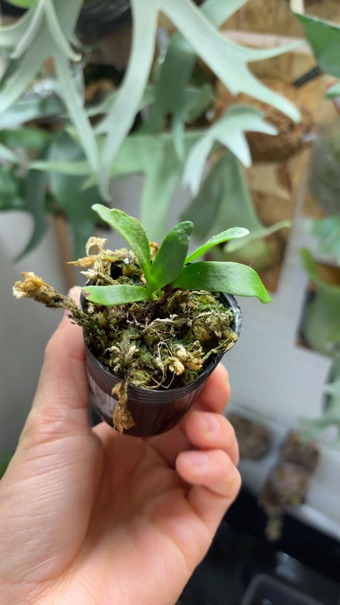 white hawk × doi-tung mix spore 中株サイズ ホワイトホーク ドイトン 面白株 ワクワク