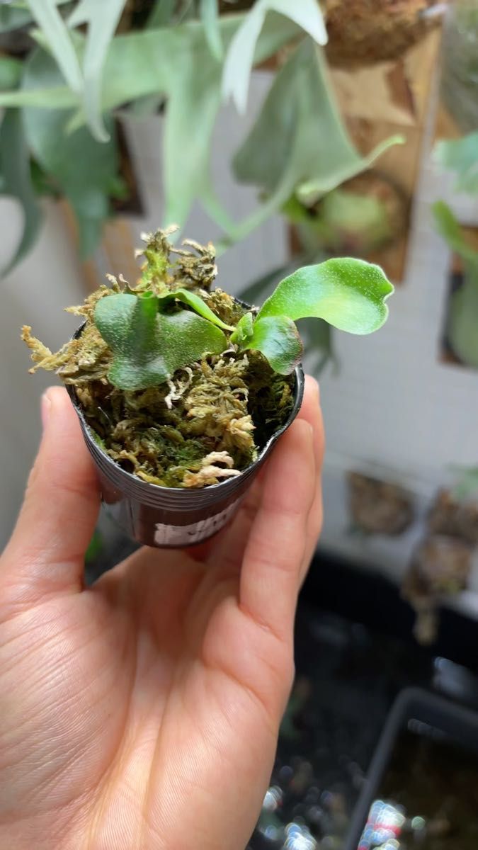 white hawk × doi-tung mix spore 中株サイズ ホワイトホーク ドイトン 面白株 ワクワク
