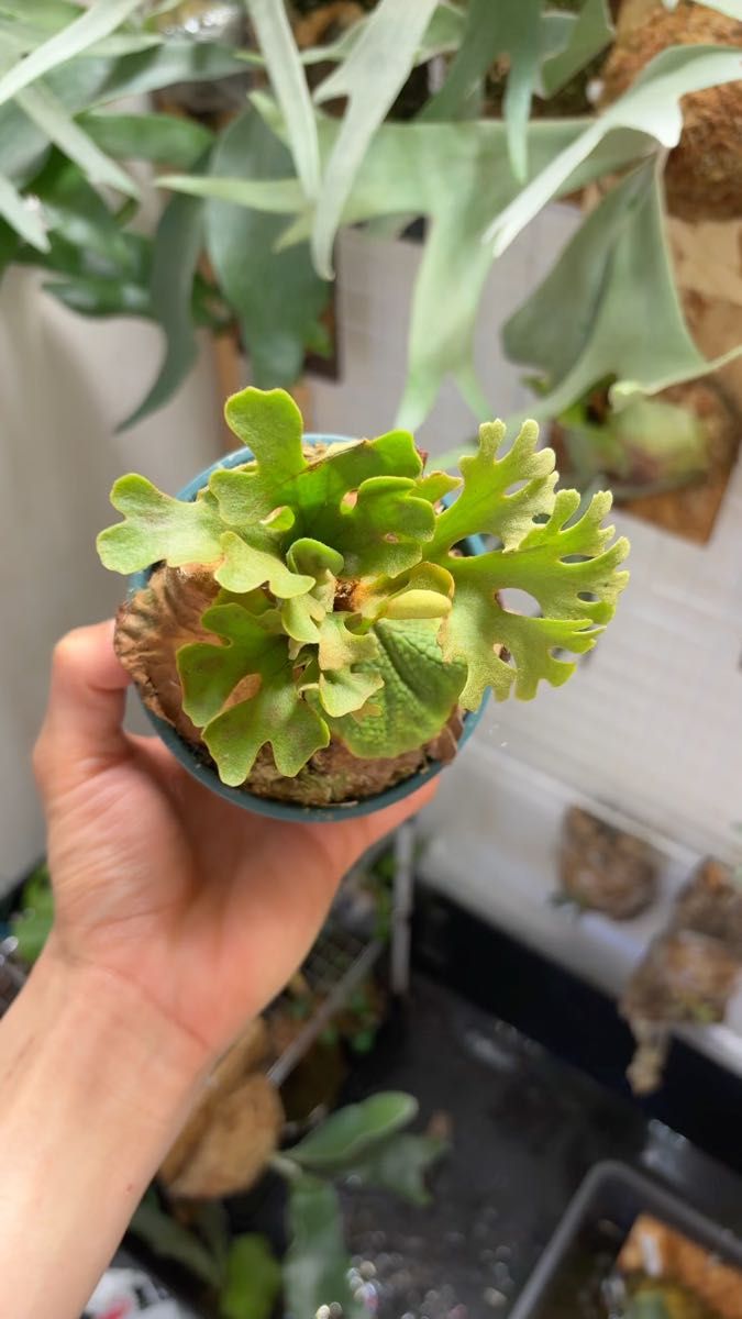 Ridleyi silver dwarf spore リドレイ ドワーフ シルバー セレクトタイプ 輸入株 タグ付き ビカクシダ