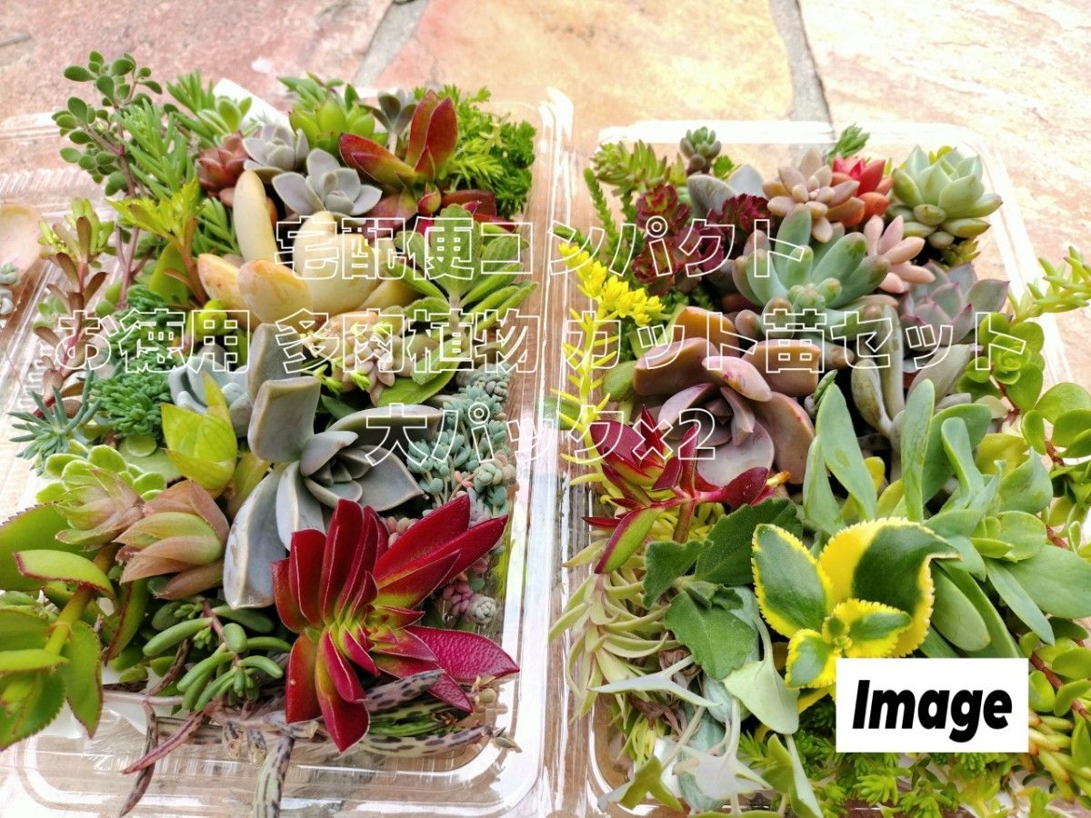 宅配便コンパクト お徳用 多肉植物 カット苗セット|Yahoo 宅配便コンパクト お徳用 多肉植物 カット苗セット|Yahoo