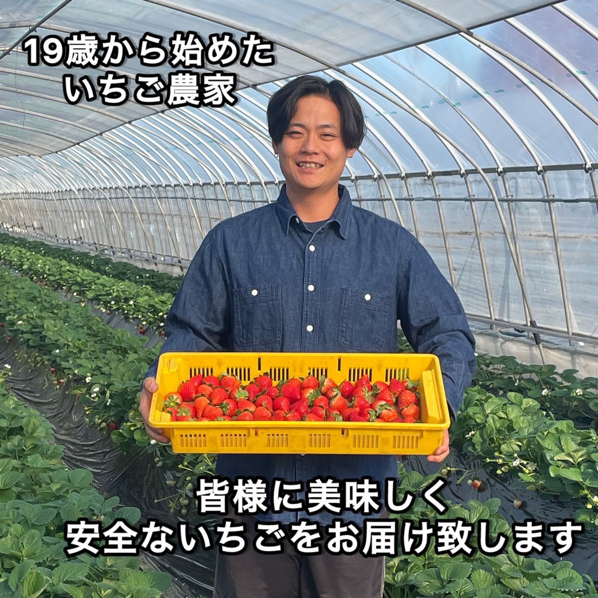 訳あり 規格外 2箱 いちご とちあいか 減農薬 モリンガ カカオ 訳あり 規格外 2箱 いちご とちあいか 減農薬 モリンガ カカオ