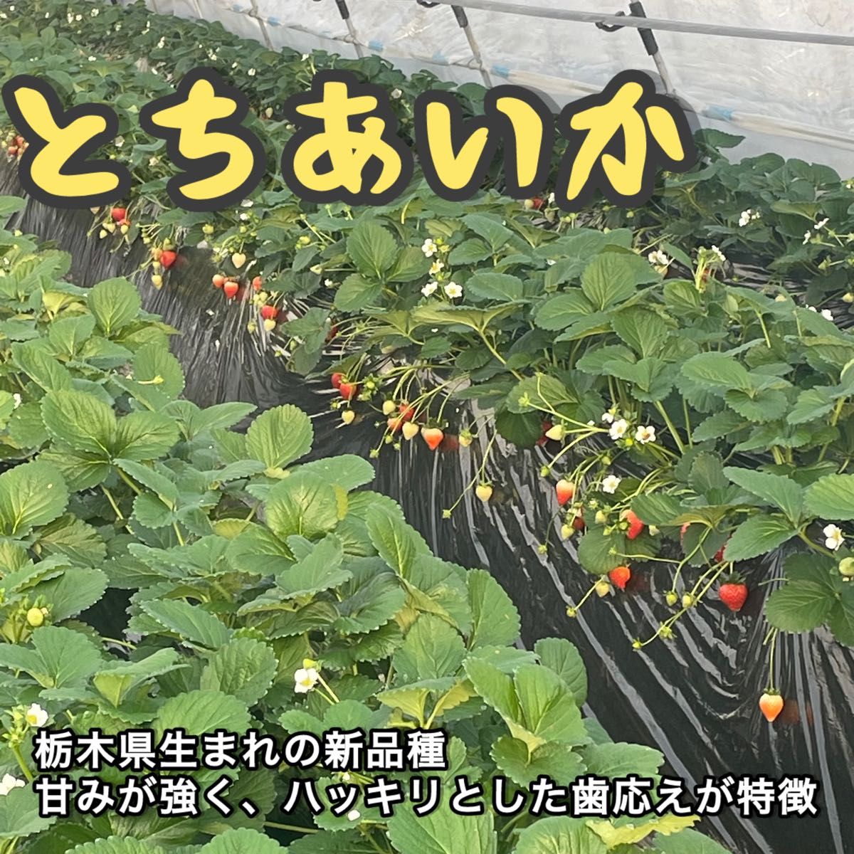 訳あり 規格外 2箱 いちご とちあいか 減農薬 モリンガ カカオ 訳あり 規格外 2箱 いちご とちあいか 減農薬 モリンガ カカオ