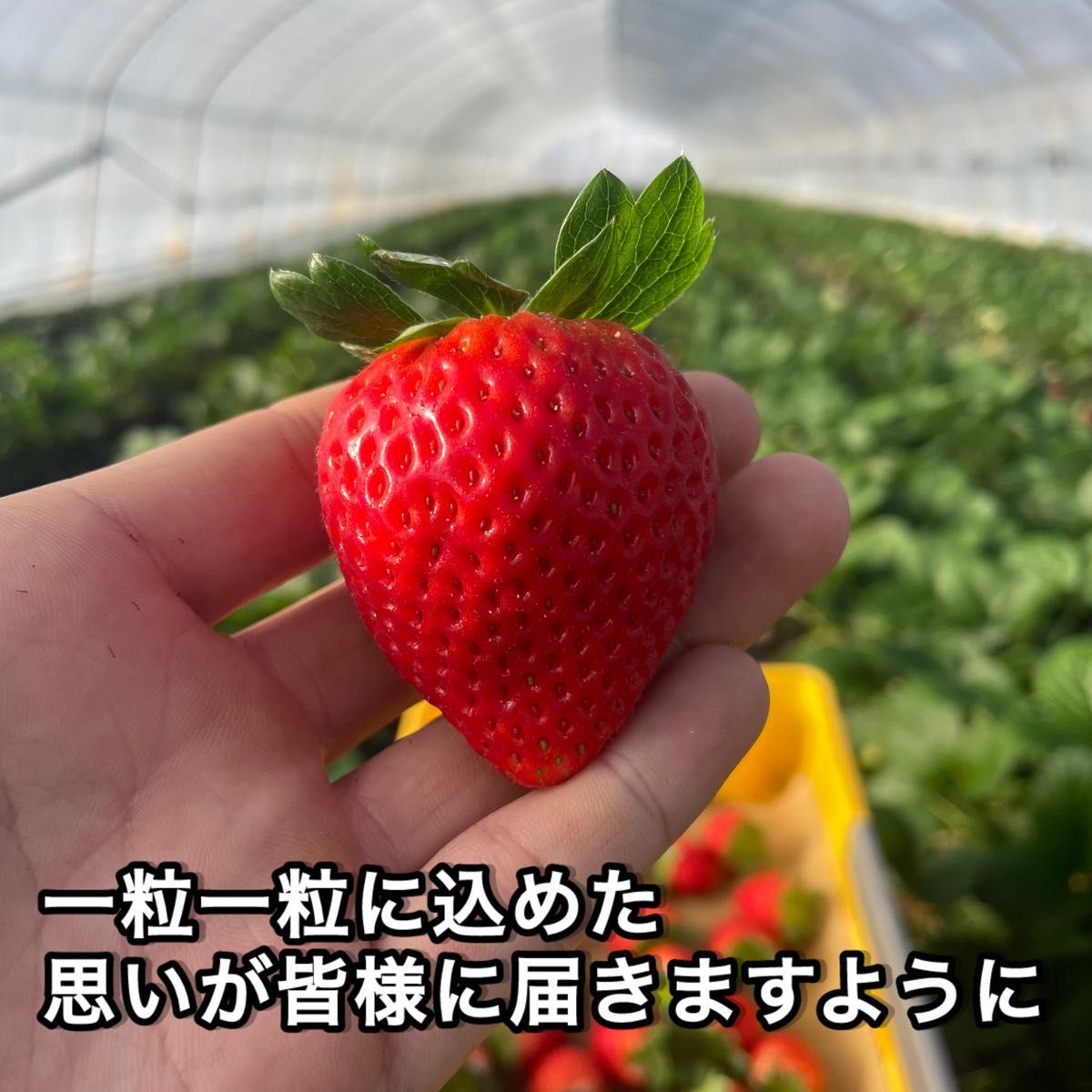 訳あり 規格外 2箱 いちご とちあいか 減農薬 モリンガ カカオ 訳あり 規格外 2箱 いちご とちあいか 減農薬 モリンガ カカオ
