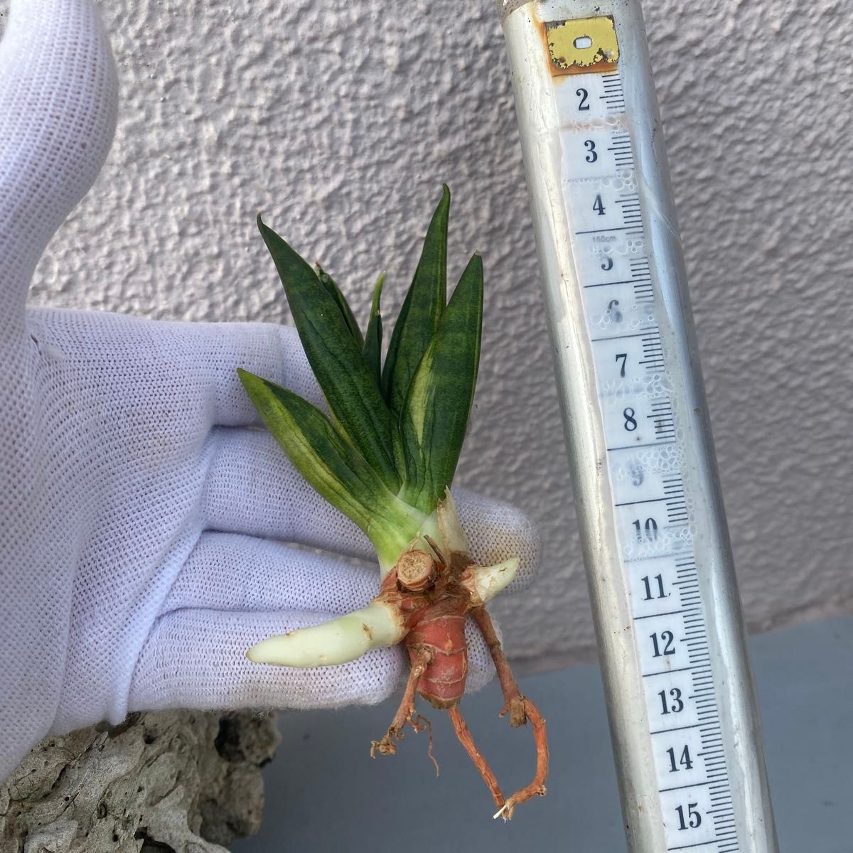 サンスベリア ブラックマカイラ 斑入り Sansevieria Black