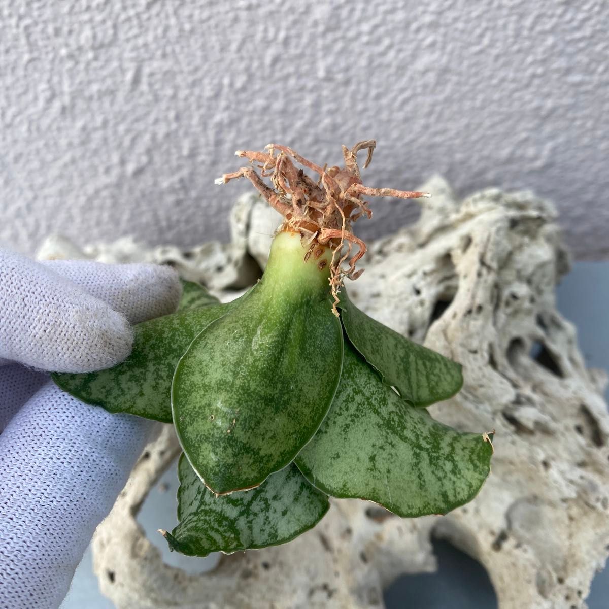 サンスベリア ハイブリッド 'エーデル' Sansevieria hybrid サンスベリア ハイブリッド 'エーデル' Sansevieria hybrid