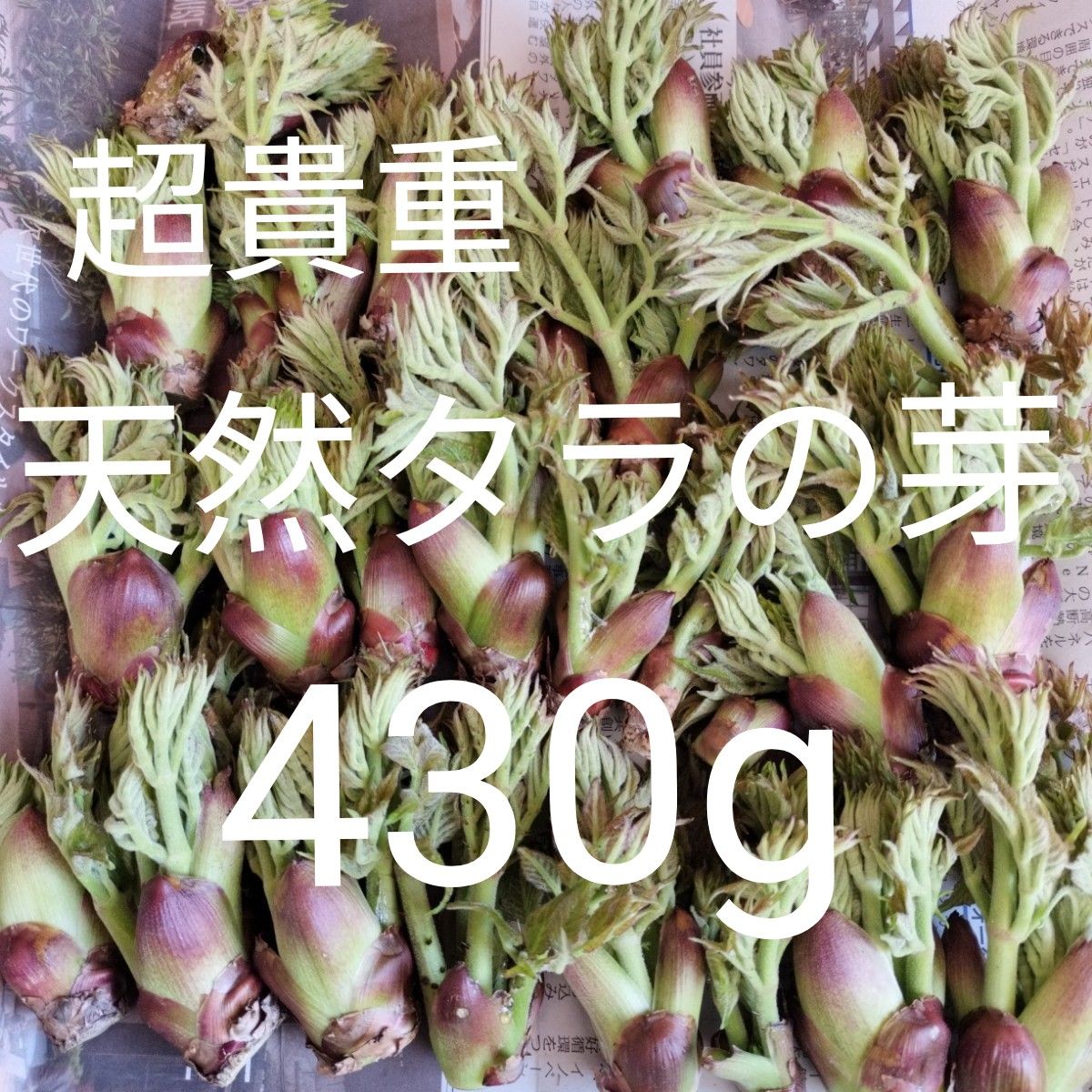 現品限り Lサイズがたっぷり 超貴重 天然タラの芽 430gC|Yahoo 現品限り Lサイズがたっぷり 超貴重 天然タラの芽 430gC|Yahoo