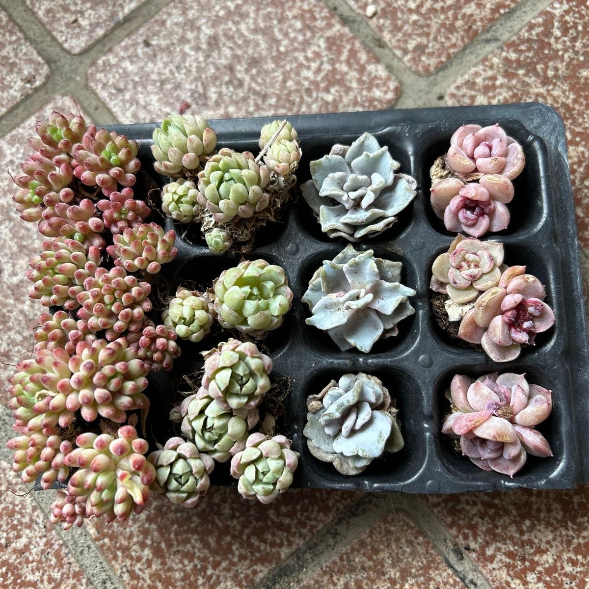 多肉植物根付き GW特別セール 4種12苗セット 花火 レッド 多肉植物根付き GW特別セール 4種12苗セット 花火 レッド