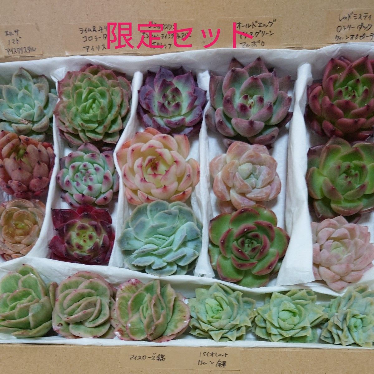 限定セット 多肉植物カット苗 詰め合わせセット|Yahoo!フリマ 限定セット 多肉植物カット苗 詰め合わせセット|Yahoo!フリマ