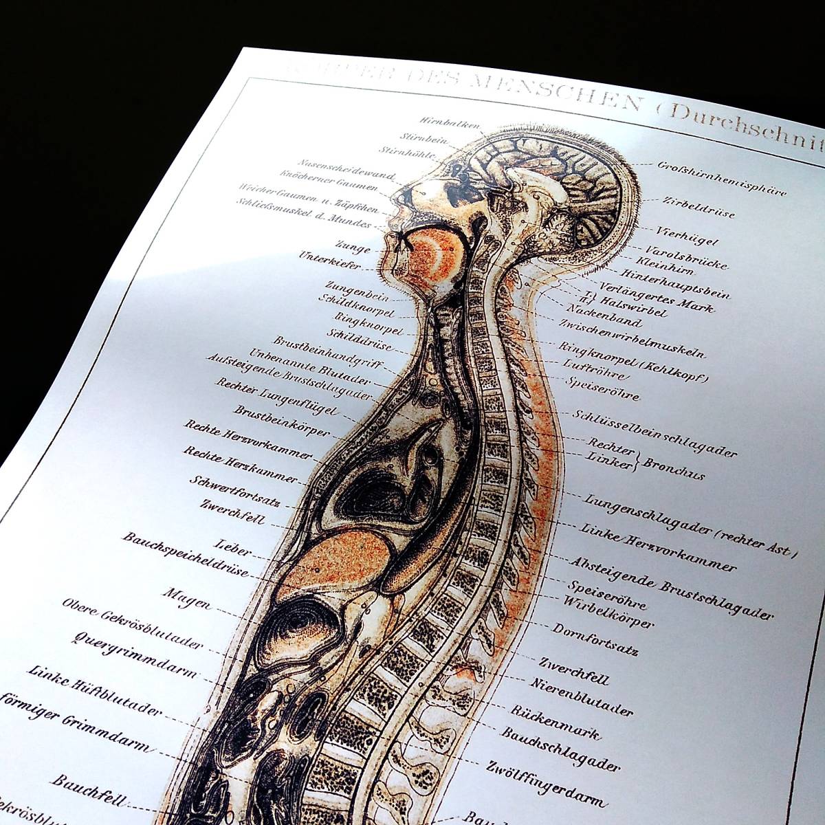 ヤフオク 人体断面図 解剖学 リトグラフ ビンテージイラス